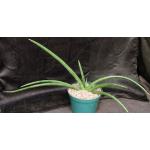 Sansevieria patens 8-inch pots